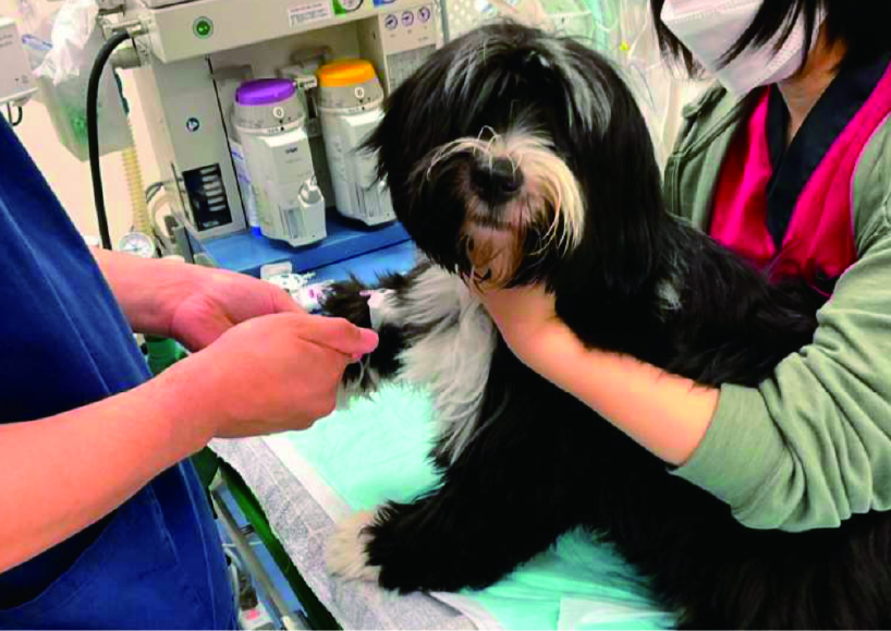 腹腔鏡を使った避妊手術｜山口県下関市のなつ動物病院 | なつ動物病院