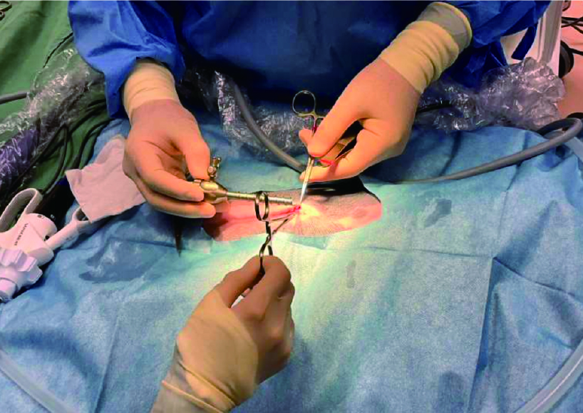腹腔鏡を使った避妊手術｜山口県下関市のなつ動物病院 | なつ動物病院