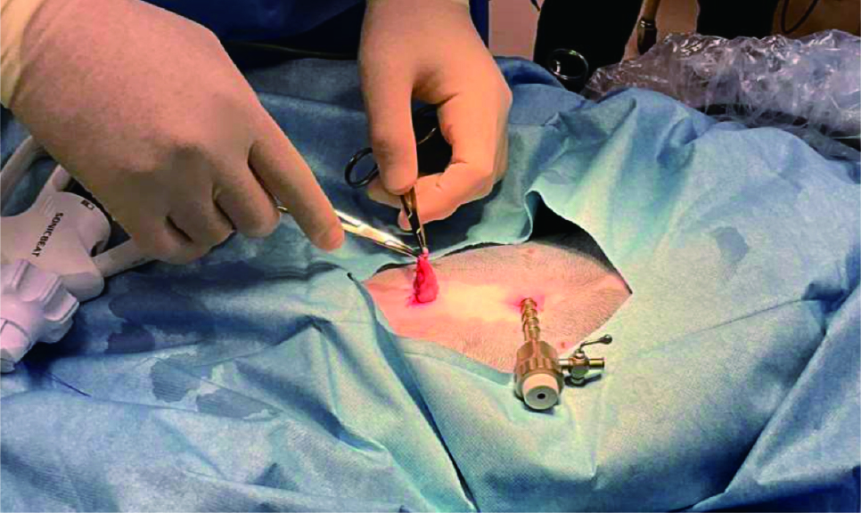 小動物外科手術 下 腹腔鏡を使った避妊手術｜山口県下関市のなつ動物病院 | なつ動物病院