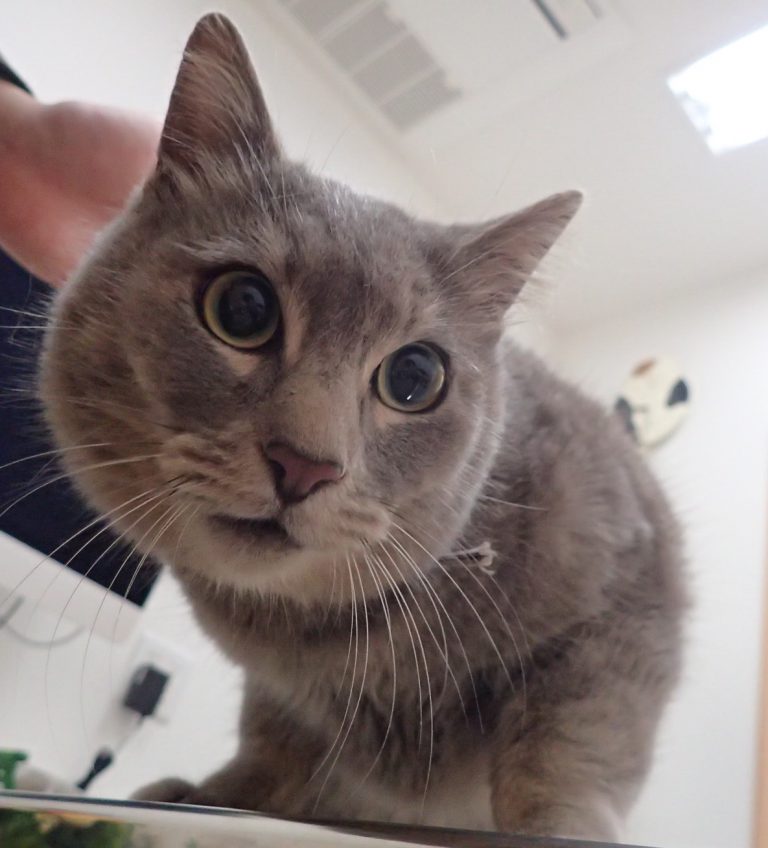 猫の膿瘍