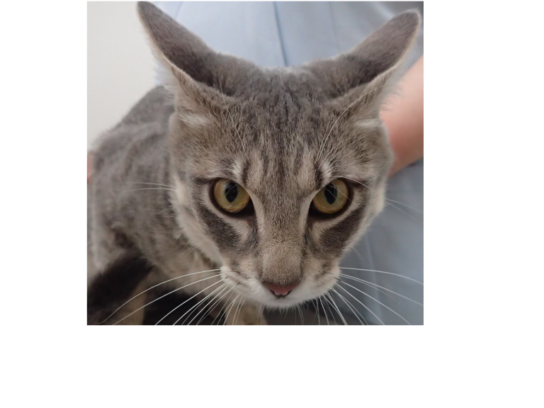 猫の膿瘍