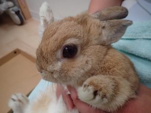 なつ動物病院 ウサギの不正咬合について 下関市秋根東町