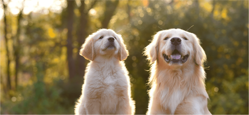 犬