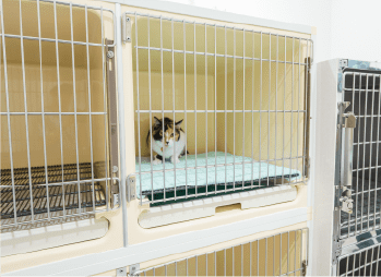 猫入院室
