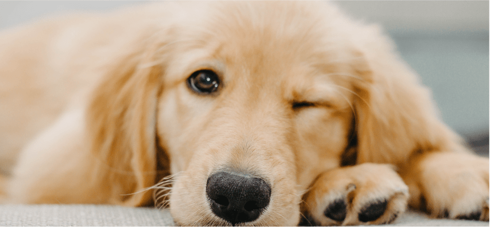 犬の写真