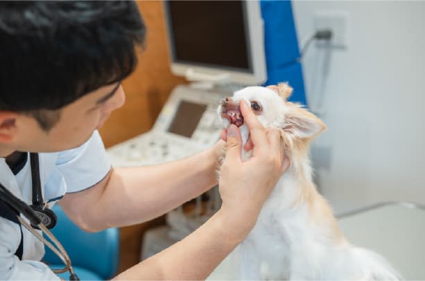 歯磨き